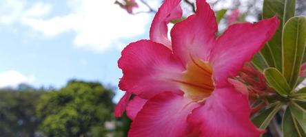 rosa eller röd frangipani blomma dekorativ växt foto