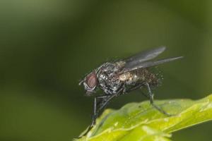 isolerat flyga på de grön bakgrund foto