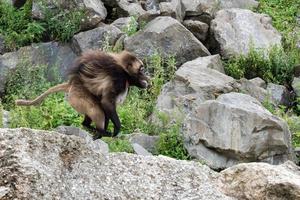 gelada babian apa apa porträtt löpning foto