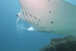 manta stänga upp porträtt under vattnet foto