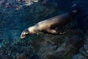 hav lejon täta under vattnet medan dykning galapagos foto