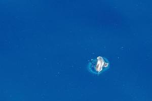 velella manet på djup blå hav tillbaka foto