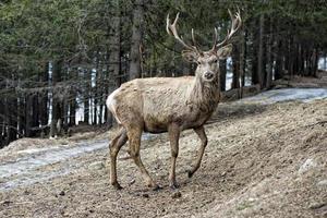 rådjur på de snö bakgrund foto