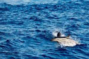 flytta effekt på delfin medan Hoppar i de djup blå hav foto