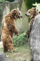 två brun grizzly björnar medan stridande foto