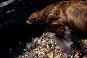 hav lejon täta under vattnet medan dykning galapagos foto