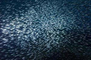 sardin skola av fisk under vattnet foto
