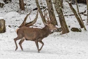 röd rådjur på snö bakgrund foto