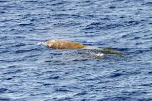 sällsynt cuvier gås näbbade val delfin ziphius cavirostris foto