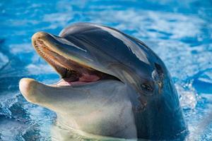 leende av en delfin ser på du foto