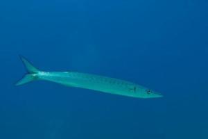barracuda fisk under vattnet foto