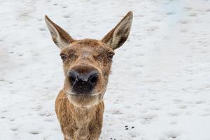 rådjur porträtt medan ser på du foto