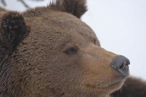 en svart Björn brun grizzly porträtt i de snö medan ser på du foto