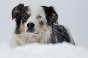 blå ögon hund på de snö bakgrund foto