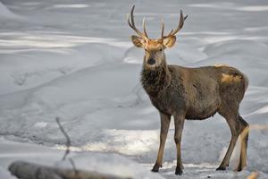 rådjur på de snö bakgrund foto