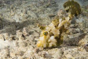 en färgrik avtryckare fisk på de sand i cebu filippinerna foto