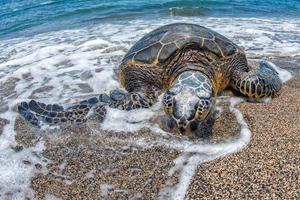 grön sköldpadda på stor ö på de Strand i hawaii foto