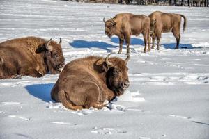 europeisk bison familj på snö foto