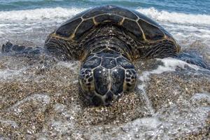 grön sköldpadda på sandig strand i hawaii foto