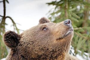 Björn brun grizzly porträtt i de snö foto