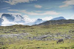 stor horn får porträtt foto