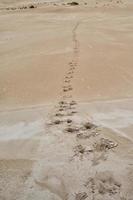 Australien sand sanddyner in i de buske foto