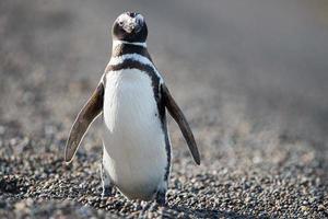 patagonien pingvin stänga upp porträtt foto