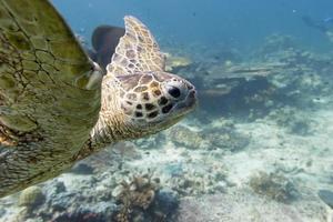grön sköldpadda porträtt simning i de djup blå hav rev foto