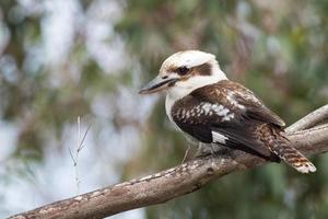 kookaburran Australien skrattande fågel porträtt foto