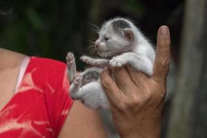 hand innehav nyfödd katt stänga upp detalj foto