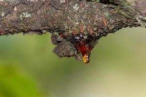 träd naturlig bärnsten harts detalj stänga upp foto