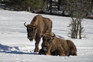 europeisk bison på snö foto