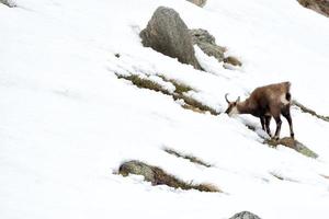 stenget rådjur på snö porträtt foto