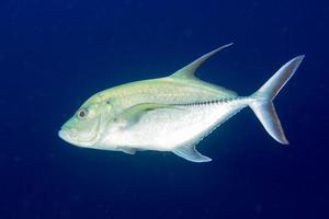 jätte trevally tonfisk caranx fisk foto