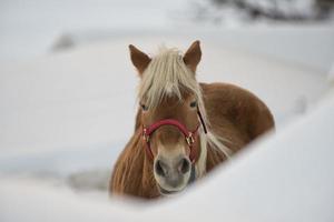 häst porträtt på de vit snö medan ser på du foto