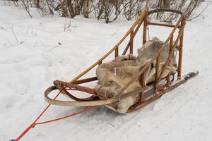 isolerat kälke hund i lappland i vinter- tid foto