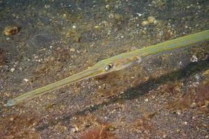 kornett trumpet fisk fistelaria commersonii foto