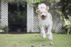 glad lagotto romagnolo hund kommer till dig foto