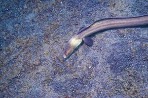 en platt fisk ögon detalj medan dölja i de sand i indonesien foto