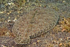 en platt fisk ögon detalj medan dölja i de sand i indonesien foto