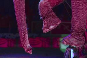 cirkus elefant detalj foto