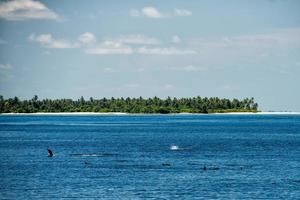 delfiner medan Hoppar nära sandig strand foto