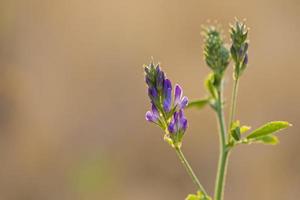 violett blomma makro detalj stänga upp foto