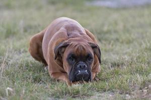 hund boxare ung valp medan Sammanträde på grön gräs foto