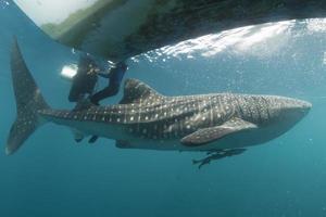 val haj närmar sig en dykare under vattnet i papua foto