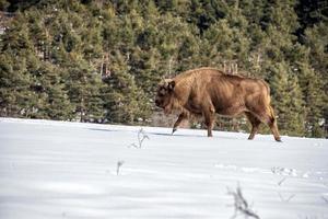 europeisk bison på snö bakgrund foto