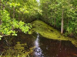 skön våtmarks i skog foto