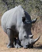 en noshörning betar i kruger nationell parkera, söder afrika foto