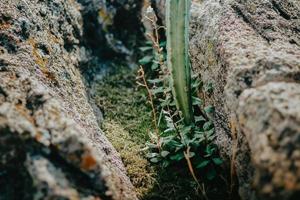 minimalistisk landskap med kaktusar och stenar i de öken- foto