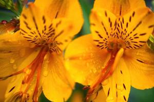 gul makro textur av blommor för bakgrund foto